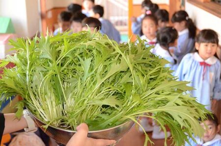 年中さんが育てた水菜