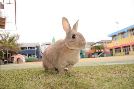 チョコちゃん いままで ありがとう！