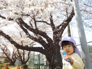 　満開の桜